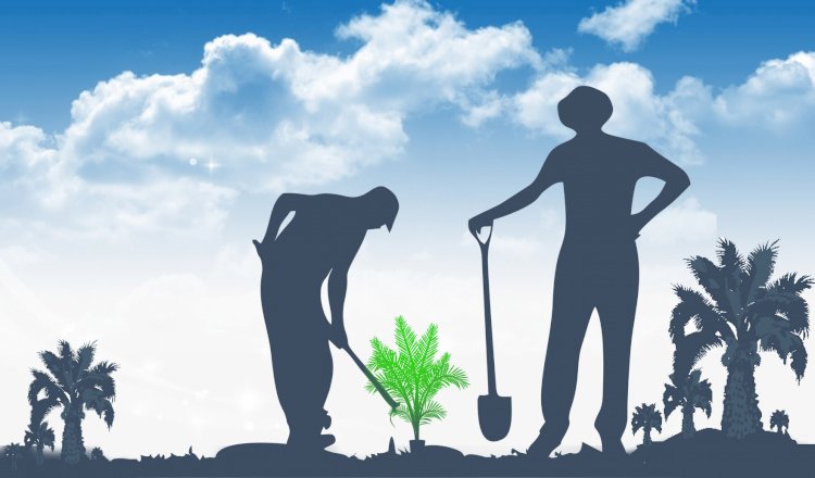 Dana Hibah Replanting, Kunci Eksistensi Kebun Sawit Rakyat